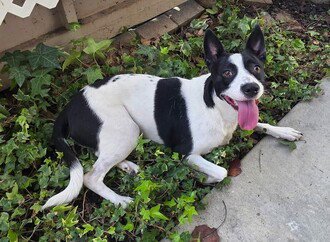 ZOEY (GA) - Border Collie / Terrier available for adoption