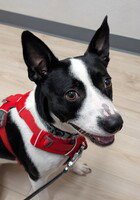 ZOEY (GA) - Border Collie / Terrier available for adoption