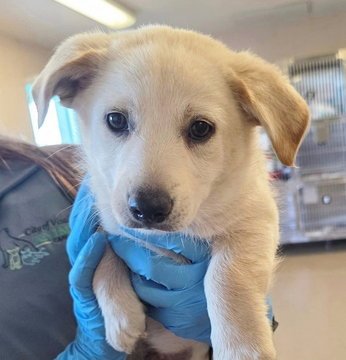 SUNFLOWER (SUNNY) D6072 - Shepherd / Chihuahua available for adoption