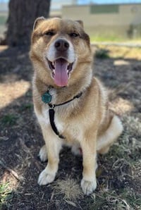 Hank (Guardian Assist) - Photo 1