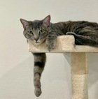 JACK 05-4145 - Domestic Short Hair available for adoption