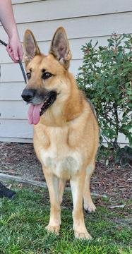 MAX D6732 (MILO) - German Shepherd Dog available for adoption