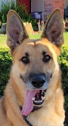 MAX D6732 (MILO) - German Shepherd Dog available for adoption