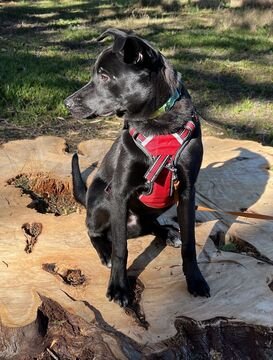JOEY (GA) - Border Collie available for adoption
