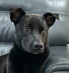 JOEY (GA) - Border Collie available for adoption