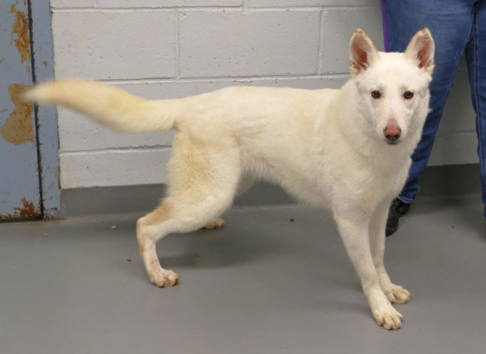 HARPER (COURTESY POST) - German Shepherd Dog available for adoption