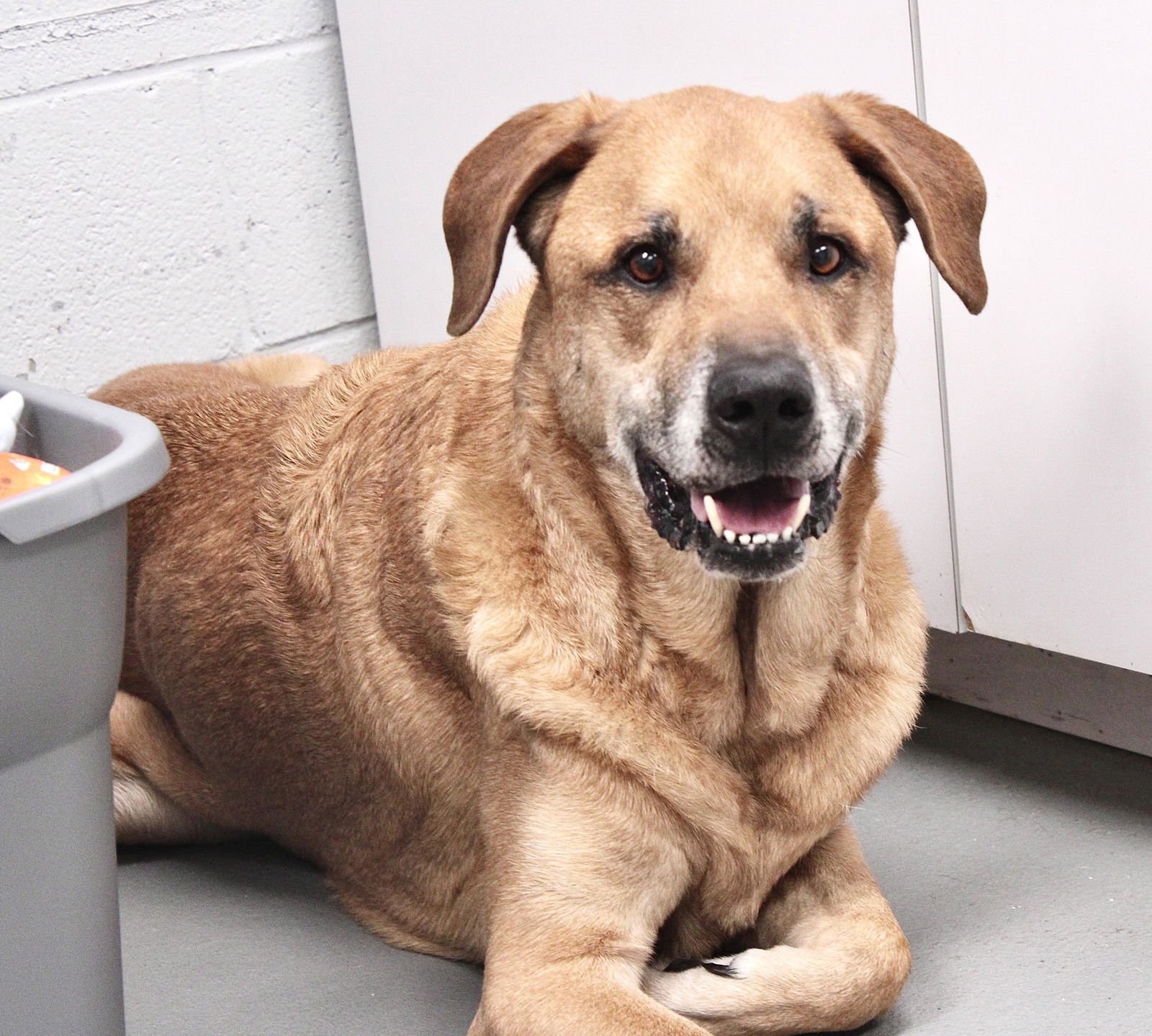 COLE (COURTESY POST) - Great Dane available for adoption