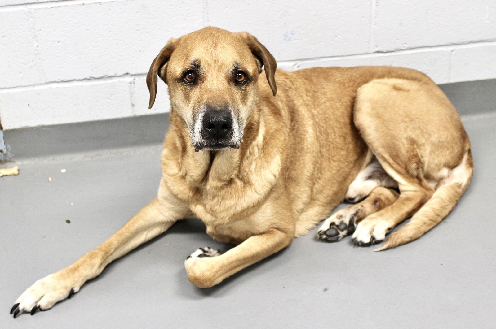 COLE (COURTESY POST) - Great Dane available for adoption