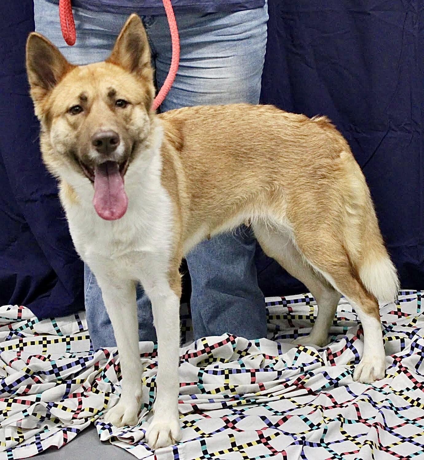 SIERRA (COURTESY POST) - Akita / Husky available for adoption