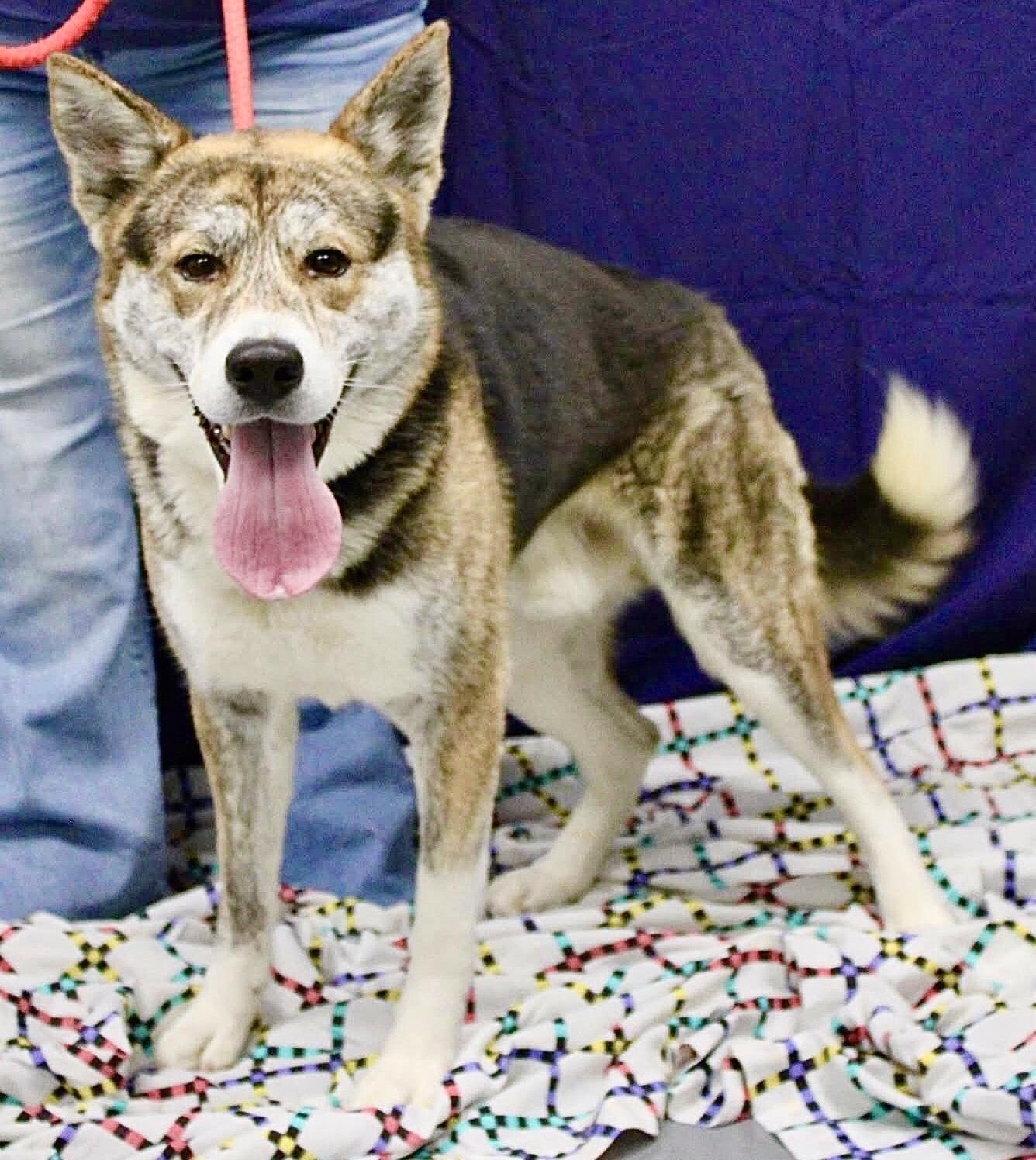 BARRON (COURTESY POST) - German Shepherd Dog / Akita available for adoption