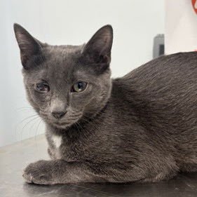 BARTLETT - Domestic Short Hair available for adoption