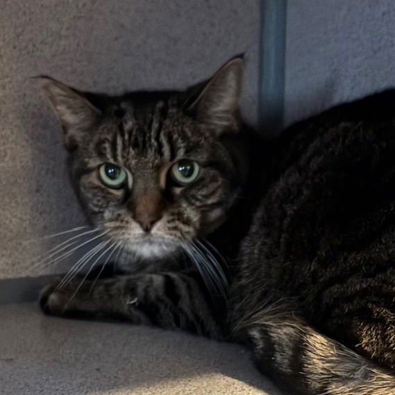 SQUEAKS - Domestic Short Hair available for adoption