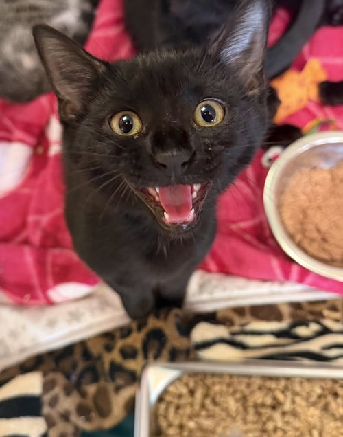 JIRO - Domestic Short Hair available for adoption