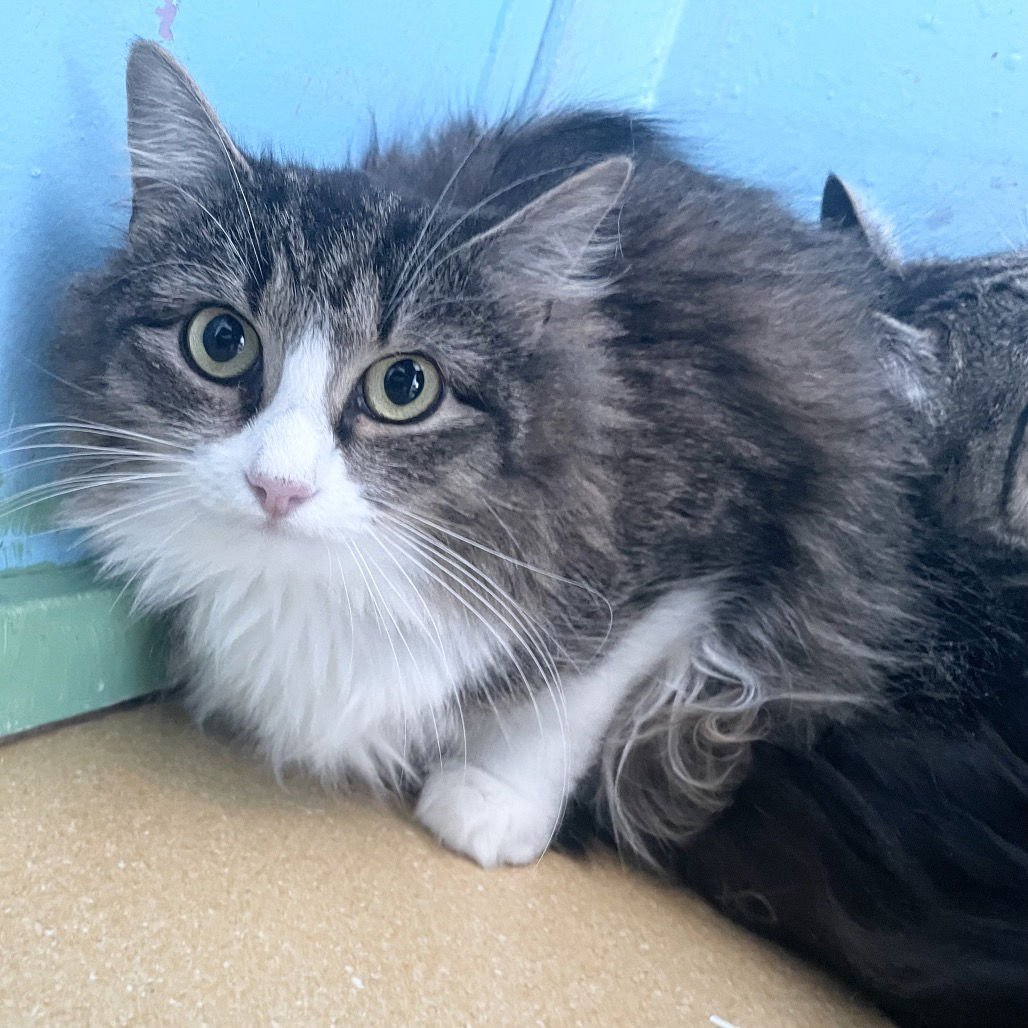 CAPPUCCINO - Domestic Long Hair available for adoption