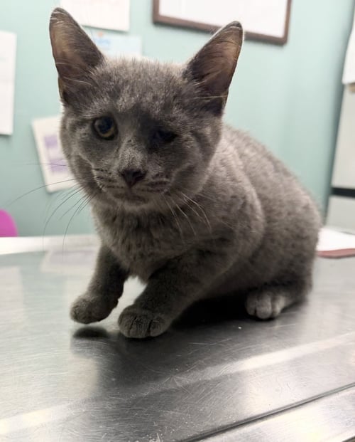 JOURNEY - Domestic Short Hair available for adoption