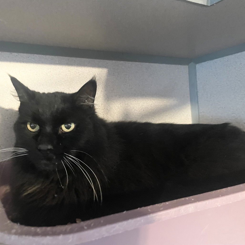 FLUFFY - Domestic Long Hair available for adoption