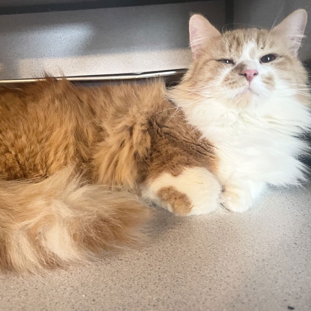 TOTS - Domestic Long Hair available for adoption