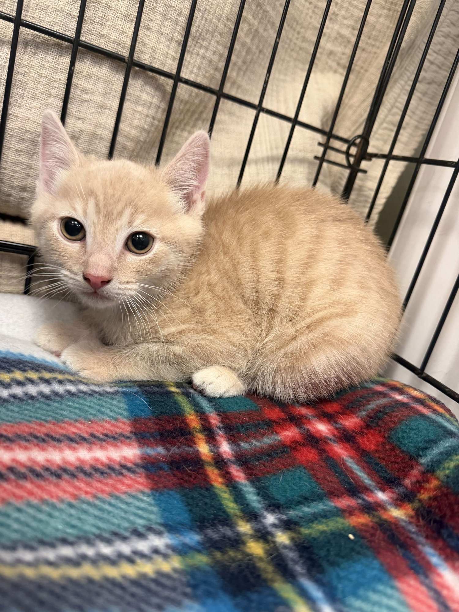 DANDELION - Domestic Short Hair available for adoption