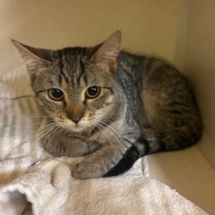 UNA - Domestic Short Hair available for adoption