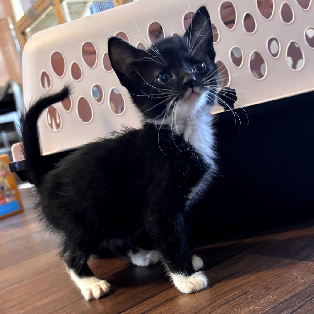 CHANEL - Domestic Short Hair available for adoption