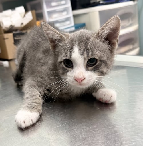 JERZY - Domestic Short Hair available for adoption
