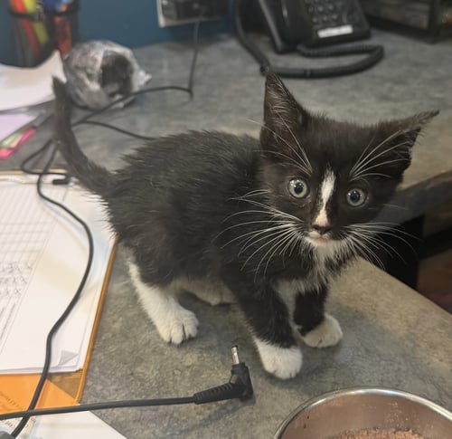 SCOTTIE - Domestic Short Hair available for adoption