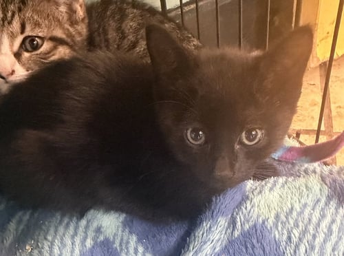 SMURFY - Domestic Short Hair available for adoption