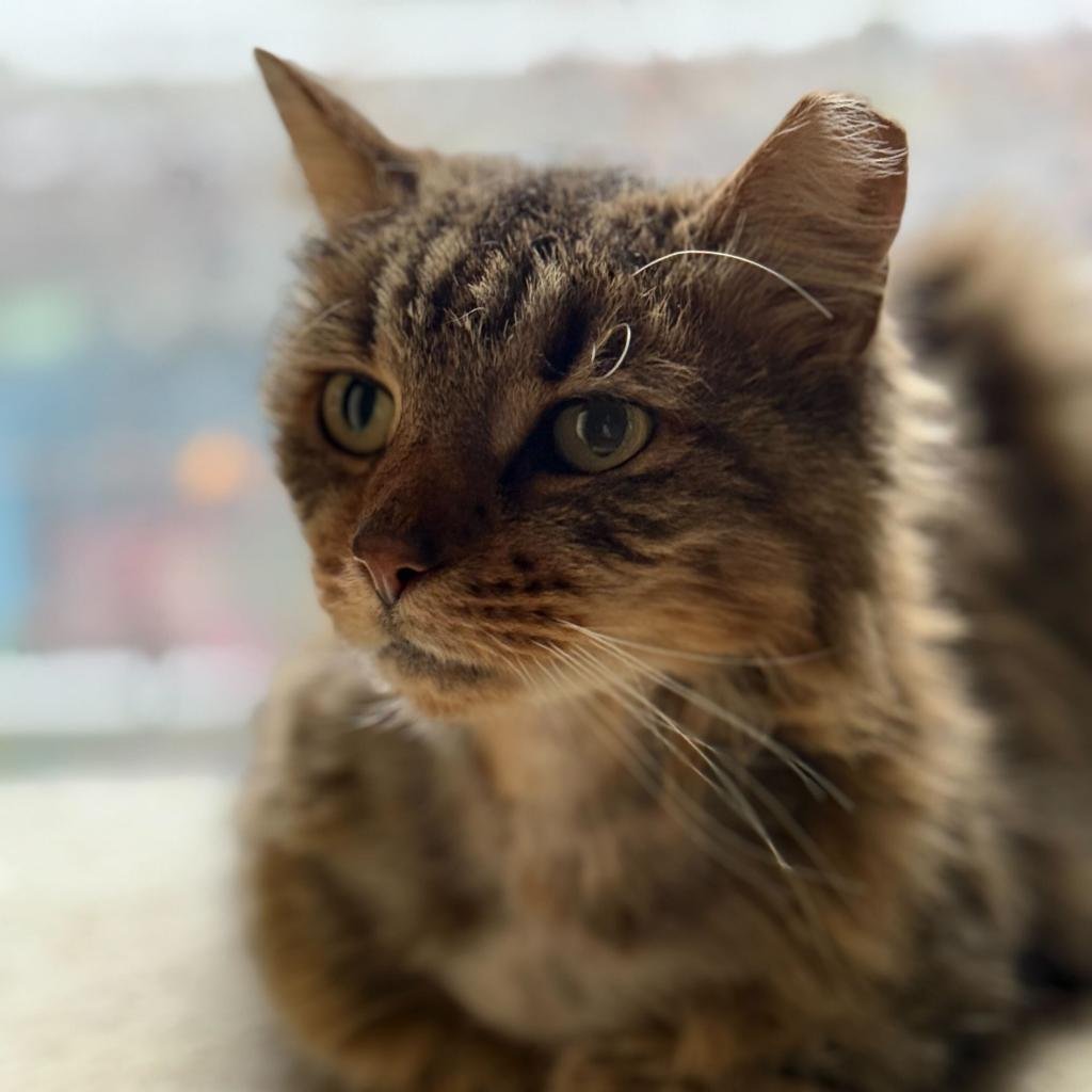 MADDIE - Domestic Long Hair available for adoption