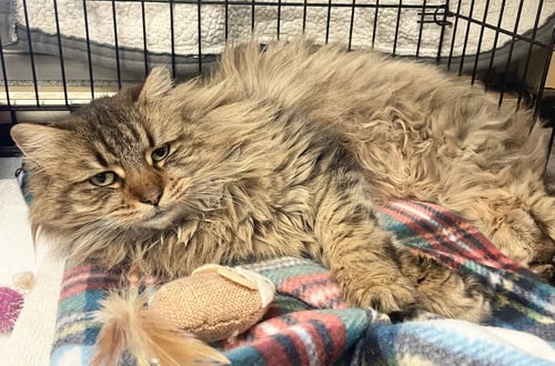 MADDIE - Domestic Long Hair available for adoption