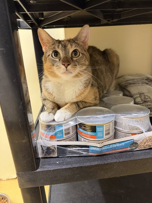 WILHELMINA - Domestic Short Hair available for adoption