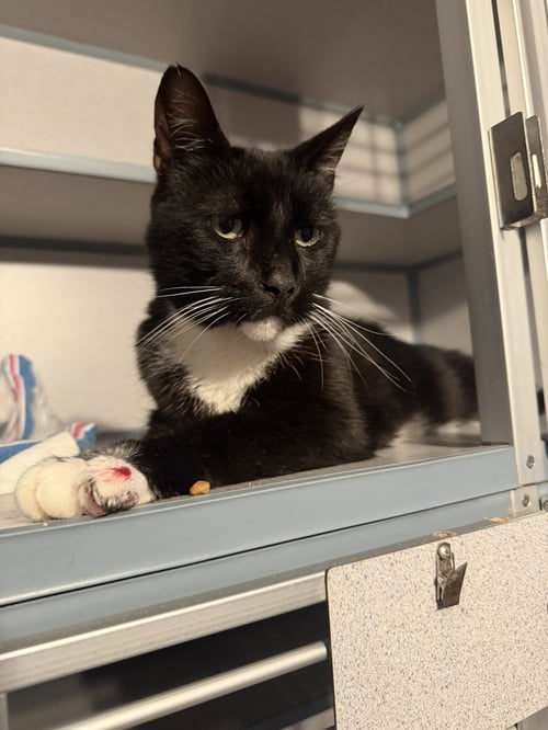 SEBASTIAN - Domestic Short Hair available for adoption
