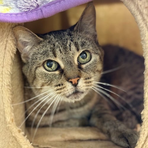 CICI - Domestic Short Hair available for adoption