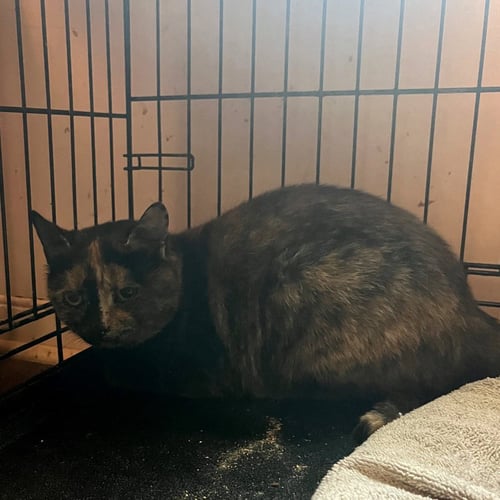 OLIVE OYL - Domestic Short Hair available for adoption