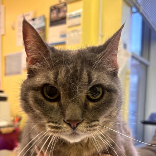 NEFERTARI - Domestic Short Hair available for adoption