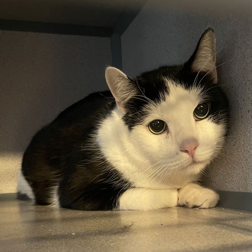 LEX - Domestic Short Hair available for adoption