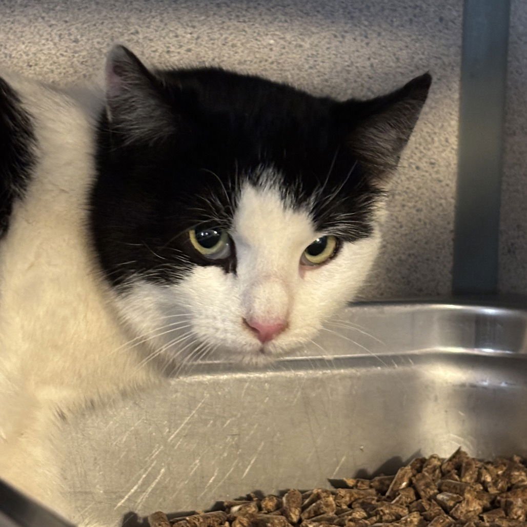 JENNI - Domestic Short Hair available for adoption