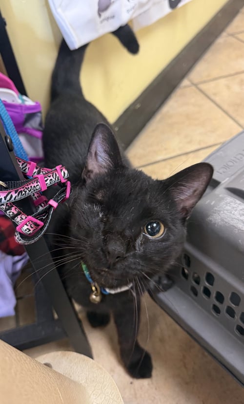 MARTY VERY NICE - Domestic Short Hair available for adoption