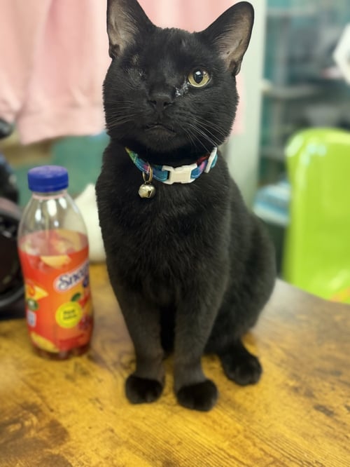 MARTY VERY NICE - Domestic Short Hair available for adoption