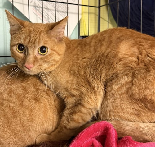 HANK - Domestic Short Hair available for adoption