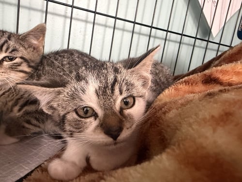 GARNER - Domestic Short Hair available for adoption