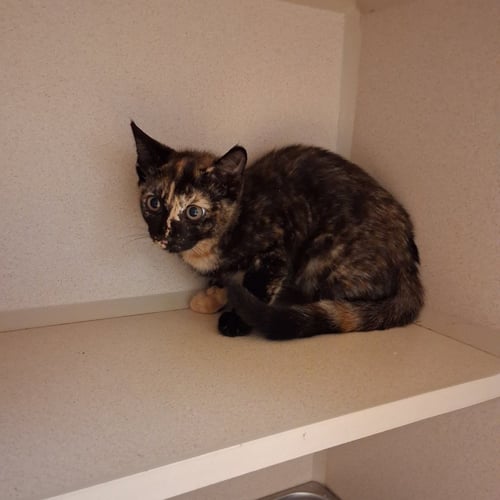 EBERLY - Domestic Short Hair available for adoption