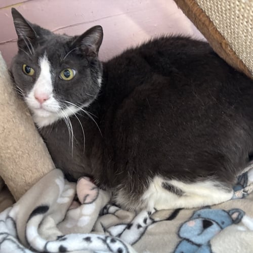 ROSCOE - Domestic Short Hair available for adoption