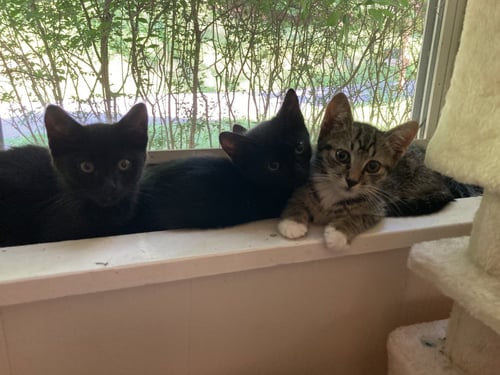 JJ - Domestic Short Hair available for adoption