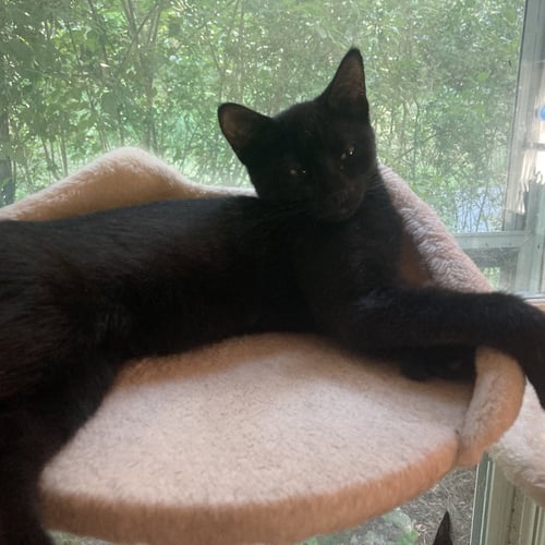 MILA - Domestic Short Hair available for adoption