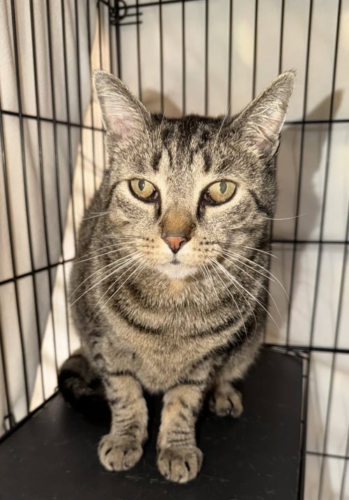 ATHENS - Domestic Short Hair available for adoption