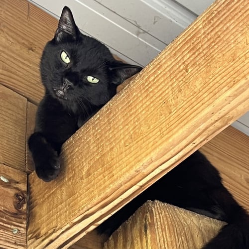 BLACK TOP - Domestic Short Hair available for adoption