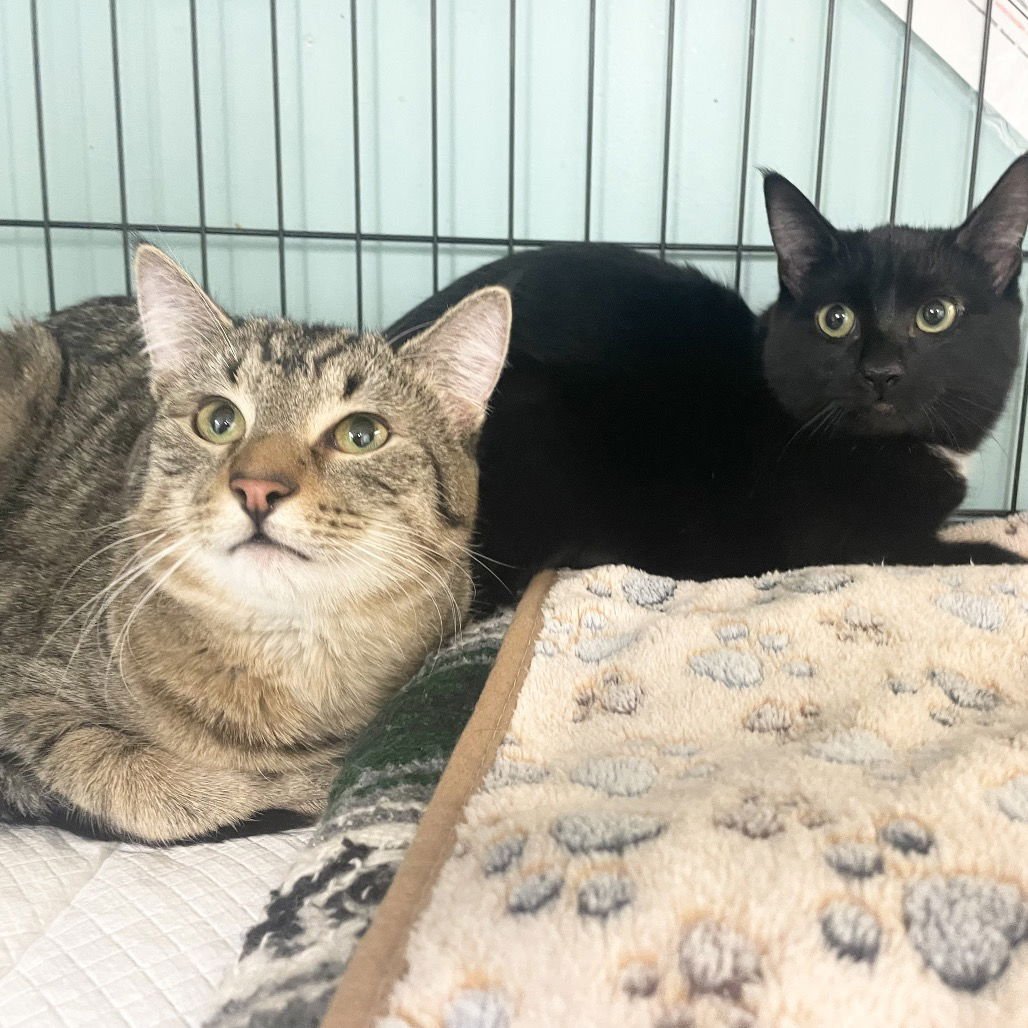 JOSIE - Domestic Short Hair available for adoption