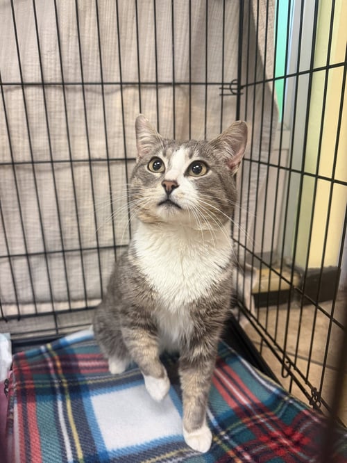 ZANE - Domestic Short Hair available for adoption