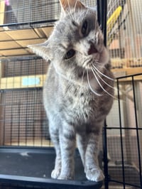 Tootsie - Photo 2