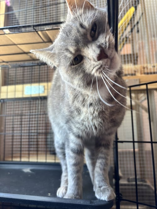TOOTSIE - Dilute Calico available for adoption